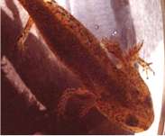 Detailn pohled na hlavu s kekovmi brami larvy olka horskho